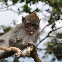 Low angle view of monkey sitting on tree