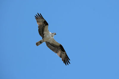 Osprey flying