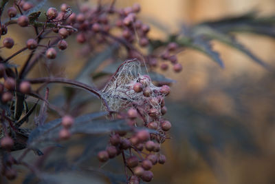 Close-up of flowers on tree