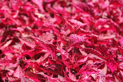 Full frame shot of pink flowers