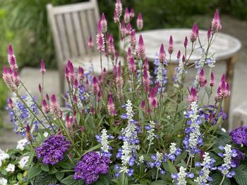 Close-up of purple flowering plants in garden