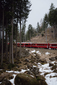 Railroad tracks in forest