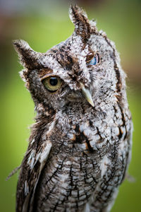 Close-up portrait of owl