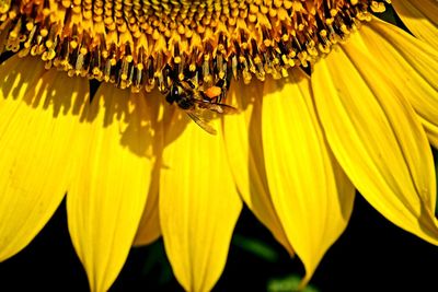 Bees flying for pollen