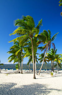 Palm trees on beach against clear sky