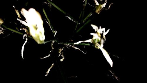 Close-up of flowers against black background