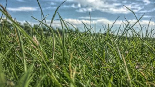 Scenic view of grassy field against sky