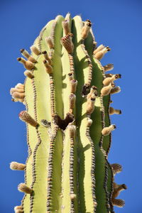 Low angle view of prickly pear cactus against clear blue sky