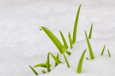 Close-up of frost on plant during winter