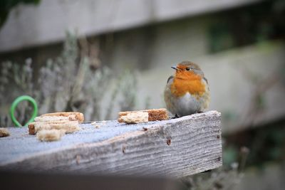 Close-up of robin perching on wood