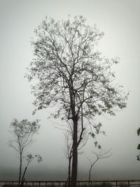 Tree against sky