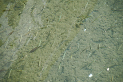 Full frame shot of water