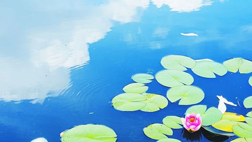 High angle view of lotus floating on water