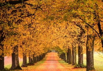 Pathway along trees in park