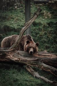 Bear by fallen tree in forest