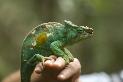 Close-up of hand holding lizard