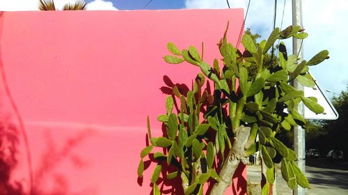Close-up of pink flowers against sky