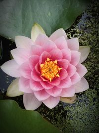 Close-up of pink flower blooming outdoors