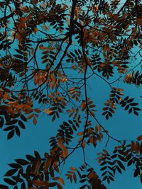 Low angle view of trees against blue sky