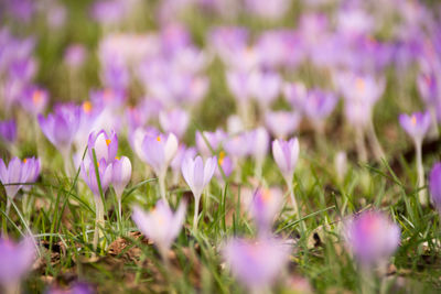 Close-up of purple crocus blooming on field