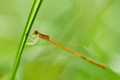 Close-up of insect on leaf