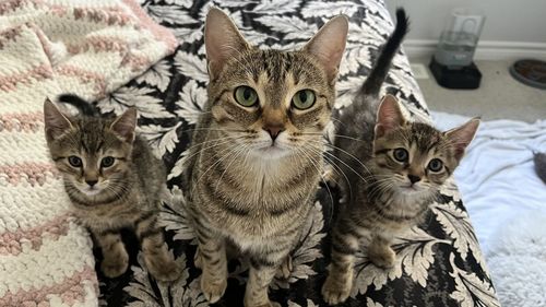 cat