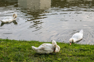 Swans in a lake