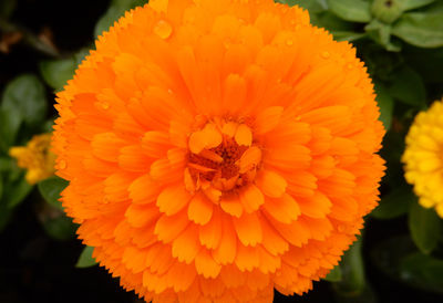 Close-up of orange flower blooming outdoors