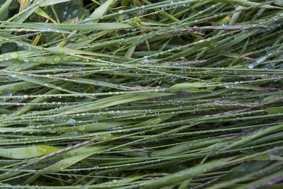 Full frame shot of plants