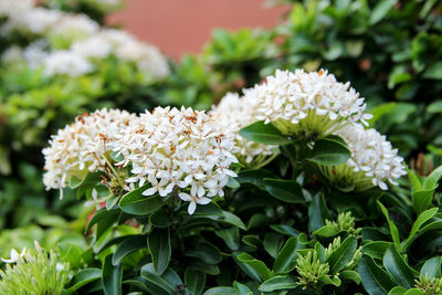 Close-up of white flowers