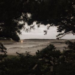 Scenic view of sea and trees