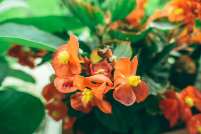 Close-up of yellow flower blooming outdoors