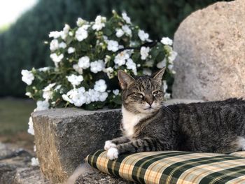 Portrait of cat sitting outdoors