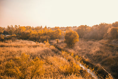 Autumn trees on landscape against sky