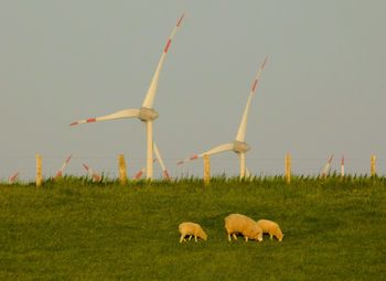 Sheep on field