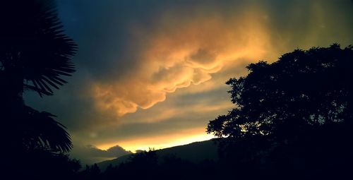 Silhouette of trees at sunset