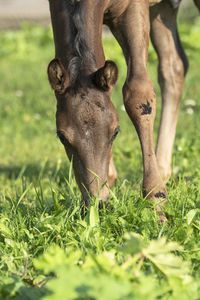 Close-up of horse on field