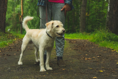 Dogs running on field