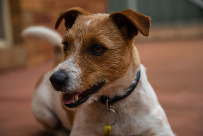 Close-up of dog looking away