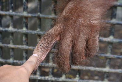 Close up of human and ape hands touching as an introduction in the zoo area