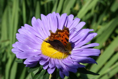 Close-up of butterfly pollinating on purple flower