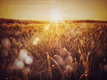 Plants growing on field against sky during sunset