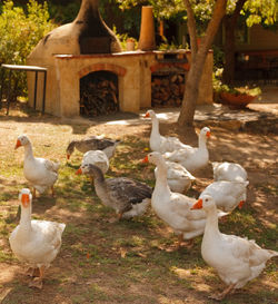 Ducks on a field