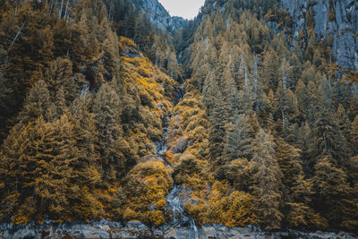 Pine trees in forest during autumn