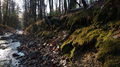 Trees in forest