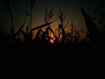 Silhouette plants against sky at sunset