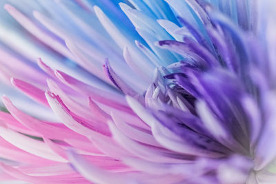 Macro shot of pink flower