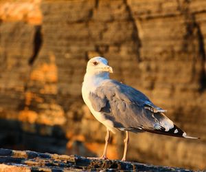 Close-up of seagull perching on rock 