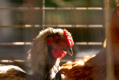 Close-up of a chicken in a garden coop