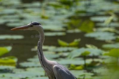 High angle view of gray heron